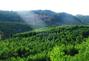 Hiệp định lâm nghiệp Châu âu: Mở đường cho các công ty gỗ Việt Nam tiến bước