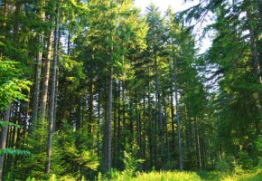 VIỆT NAM VÀ EU KÝ TẮT VPA/FLEGT: Thúc đẩy sự phát triển ngành gỗ