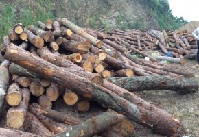 Kiến nghị tạm ngừng Xuất khẩu gỗ tròn, gỗ Xẻ từ rừng trồng và gỗ cao su: Bảo vệ nguồn nguyên liệu tr