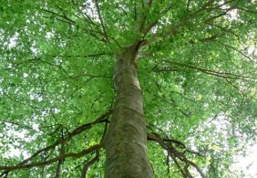 Thông tin chi tiết về gỗ beech tự nhiên
