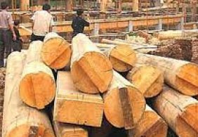 Doanh nghiệp Việt đồng loạt nói không  với gỗ bất hợp pháp