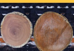 Thê mạnh của gỗ beech Đan Mạch so với các dòng gỗ khác trên thị trường